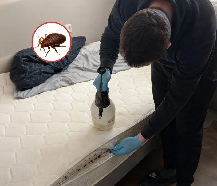 Technicien traitant un matelas contre les punaises de lit à Bullion